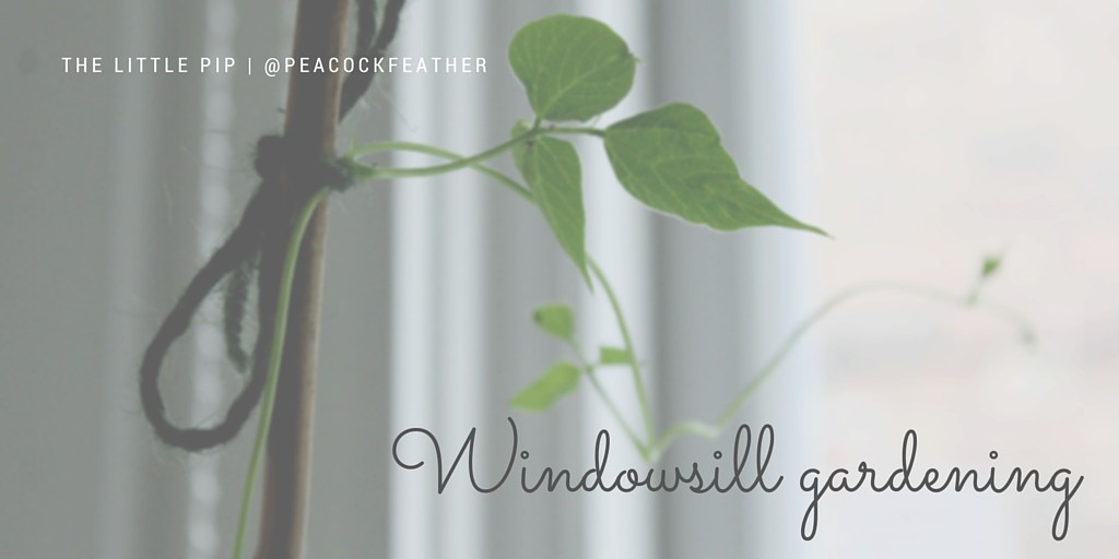 Windowsill gardening