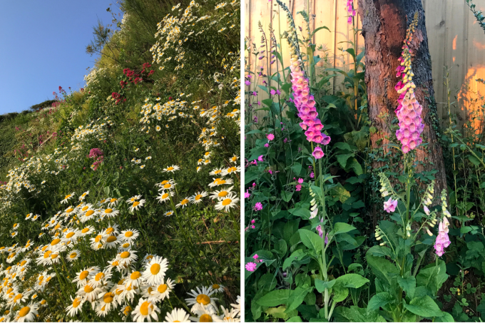 June Cornwall 2018: June in Cornwall - My Cornish Year